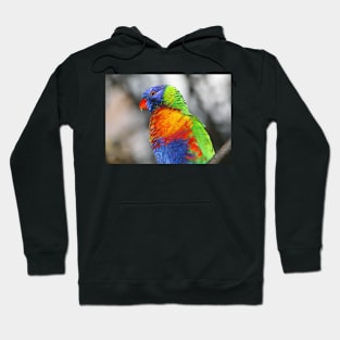 Rainbow Lorikeet Portrait #3 Hoodie